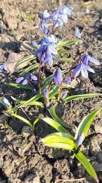 Spring flowers on my parents' plot.