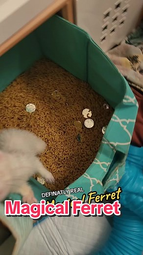 Best (definatly real) ferret magic trick! 🐺💖🥔🍪 #wholesome #ferretsoftiktok #ferrets #ferret #heyhihello #cheepgoyeet #weegie