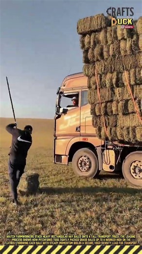 Load Rectangular Hay Bales Onto a High Flatbed Truck Bed #dailywork #HayHarvest