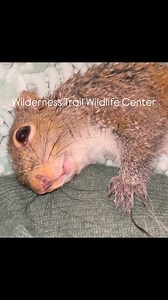 971 reactions · 15 shares | Got this female Eastern Gray Squirrel in...