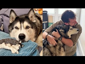 Special B-day Gift For Husky’s Best Friend’s Human!