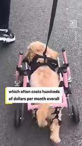 91K views · 343 reactions | A true fighter 梁 This pup is learning how to walk again after a spinal stroke left her paralyzed | NowThis | Facebook