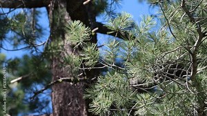 Blue-green straight spreading-ascending pentafasciculate slightly twisted needle leaves of Pinus Lambertiana, Pinaceae, native monoecious evergreen tree in the San Jacinto Mountains, Summer.