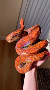 The sunlight brings out the vibrance and iridescence of this beautiful Brazilian rainbow boa at @phoenixotics! ☀️🧡🌈 TRR is made possible by @rodentpro #brazilianrainbowboa #brazilianrainbowboas #brazilianrainbowboasofinstagram #iridescent #rainbowboa #epicratescenchria #epicrates #boa #snake #snakesofinstagram #snakelover #reptiles #reptile #reptilesofinstagram #reptilepets #exoticpets #reptilefanatics #reptilephotography #reptilekeeper #herpetology #herpetoculture #thereptilereport #thereptil