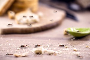 How To Get Rid Of Ants In Your Kitchen