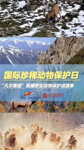 4月8日是国际珍稀动物保护日，新疆野生动物保护成绩单数据亮眼。野骆驼、藏羚羊、北山羊种群数量全线翻倍，越冬水鸟突破37万只，雪豹、普氏野马等珍稀物种安稳栖息。全疆760余种野生脊椎动物，178种国家重点保护物种在此安居乐业。#新疆