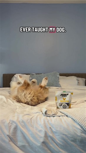 Trust and Tricks: Teaching Your Dog Wild Behaviors