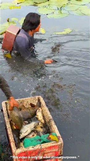 How Chinese people catch fish with electric shock || Electric Shocked Catching Fish