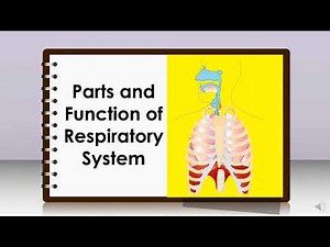 Science 6_Quarter 2_ Parts and Functions of the Respiratory System