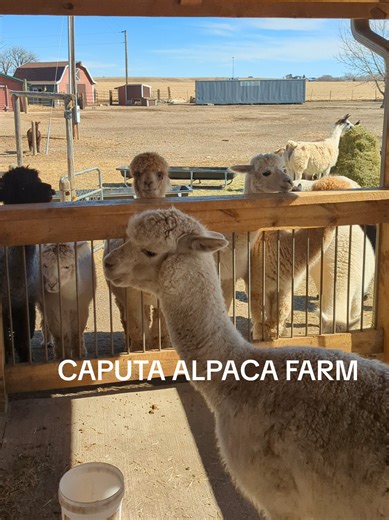 If you're looking for a fun, free, family outing, this alpaca farm is the perfect stop. Caputa Alpacas is a small farm about 10 min east of Rapid City on Hwy 44. Open everyday from 9am-5pm. Just call when you get to the gate and they'll open it for you. After you feed and pet the alpacas, pop into the little shop which sells many products made from alpaca fleece including socks, hats, scarves, plushies and more! Save this for your next fun, farm adventure. 📍Caputa Alpacas, Caputa, South Dakota 