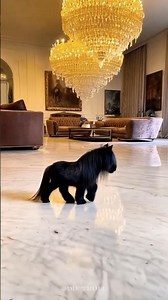 Small To Big Animal Transformation!