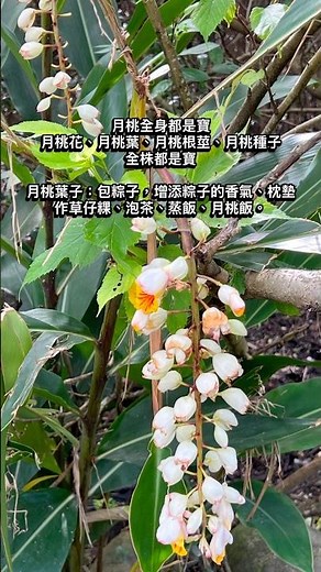 月桃全身都是寶，月桃花、葉、根莖、種子，全株是寶｜#月桃籽 本草綱目叫砂仁｜月桃降血脂、抗氧化、防癌、醫療保健、抗老美顏多方用途｜ #月桃 #月桃花 #虎子花 #花語 #養生 #保健 #泡茶 #烹飪