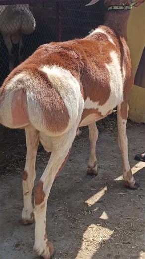 looking for new shelter#trending #youtubeshorts #fyp