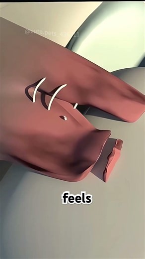 Rotator Cuff Repair Surgery (3D Animation)#rotatorcuff #rotatorcuffinjury #rotatorcufftear