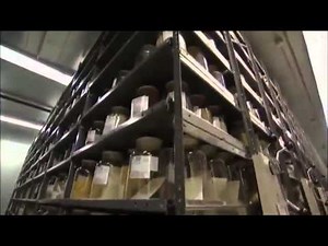 How Stuff Works Corn Discovery Channel)