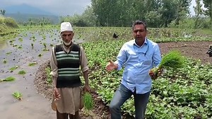 4.1K views · 155 reactions | Paddy transplanting Fertilizer dose per kanal and spacing | Agriculture Activities | Facebook