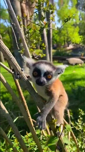 Lemurs | Amazing Nature Facts And Information | Pinko Pedia"!