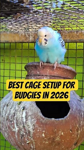 Best Cage Setup for Budgies in 2026 | CBW Amusement