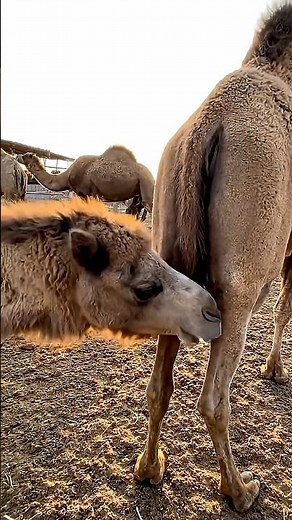 Camel mating and breeding scene 65