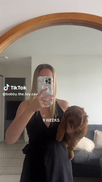 Bobby the Toy Cavoodle on TikTok