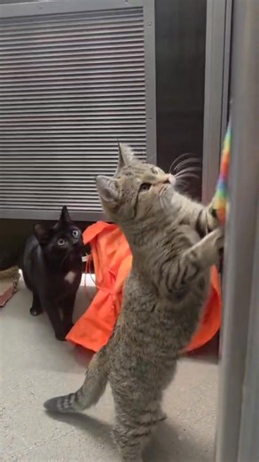 Maya - 5 month old kitten - gorgeous female Tabby She was rescued from a high volume shelter before coming to our Rescue. In the video she's playing with 1 year old Peanut (Black and White) female. We can't believe she hasn't been scooped up as she's absolutely adorable and so precious 💞 She can be adopted on her own but she would love another young cat to play with in her forever home. She loves to play and is just the cutest little kitten 🐾 ❤️ let's get her out of the cage and into a loving 