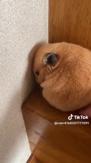 モミジと遊ぶハムスターのかわいい瞬間