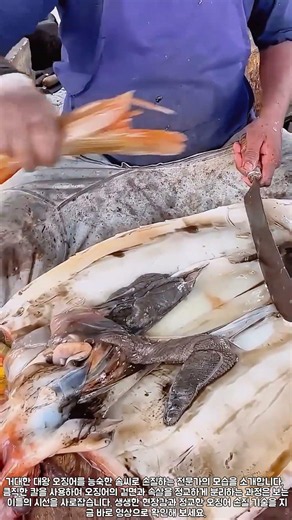 대왕 오징어 해체 공정, 부위별 분리 및 손질법 #food #cooking #recipe #processing #culinary