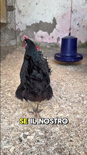 HOW DO I PROTECT MY CHICKENS FROM MITE INFESTATIONS?