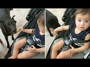 Baby Teases Dog WIth Biscuit