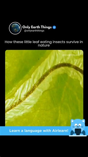 Only Earth Things on Instagram: "🐛🌿 Leaf-eating insects survive thanks to clever adaptations — from camouflaging as leaves to producing toxins for defense. They play a key role in ecosystems, recycling nutrients and feeding larger animals. Tiny, but essential. #InsectFacts #NatureExplained #LeafInsects #Entomology #BiologyFacts #ScienceDaily #EcosystemBalance #WildlifeEducation #AnimalFacts #BiologyClass #NatureCommunity #STEMEducation #LearnBiology #InsectWorld #ScienceInNature #BugLife #Natu