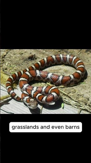 Milk Snake vs Coral Snake | Don’t Make This Deadly Mistake