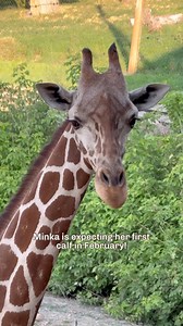 A tall arrival ahead! 🦒 Utah’s Hogle Zoo is excited to share that giraffe Minka is expecting her first calf in February. As she nears the end of her 15-month pregnancy, animal care and animal health teams are closely monitoring Minka, including regular ultrasounds. This pregnancy is part of a breeding recommendation through the @zoos_aquariums Species Survival Plan (SSP). The calf’s father is Ja, who fathered his first calf, Nguvu, in February 2025 with mom Stephanie. Since this is Minka’s firs