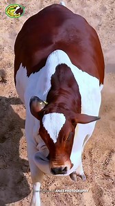 CHAMPS ARE HEREE 🔥 ‎SAKRAN CATTLE FARM 💣 ‎ ‎*COMING SOON* ‎ ‎#Sakrancattle #anasphotography #PCM | Khi-The Biggest Cow Mandi