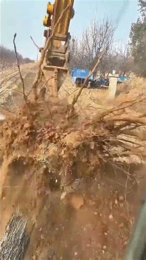 Satisfying process of digging tree Stump
