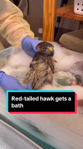 Red-tailed Hawk Rehabilitation: A Heartwarming Rescue Story
