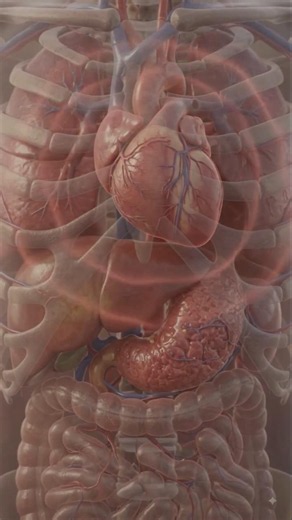 🥚 What Happens If You Eat Too Many Eggs Every Day? | 3D Medical Animation