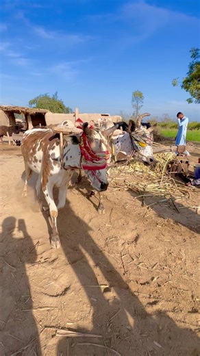 Faster oxen’s operating sugarcane juicer machine #viral #shortsfeed