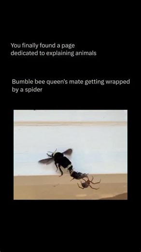 Explaining All Animals on Instagram: "Follow @explaining.animals to learn everything about animals one post at a time 🧠🔥 Spiders use an advanced predatory technique known as wrapping, where they immobilize prey by rapidly binding it in silk. Once an insect is caught in the web, the spider senses the vibrations and immediately rushes in, using its hind legs to pull silk from its spinnerets and rotate the prey at high speed. This creates a tight cocoon that stops the insect from escaping or inju