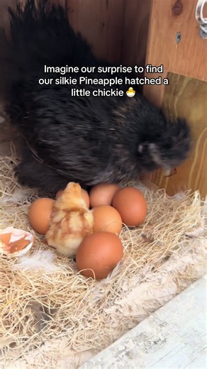 Our Silkie Hen hatched her very first chick today. She has been so broody and so happy she is finally a momma! #hatch #hatchingchicks #chickensoftiktok #chickentok #chickhatching
