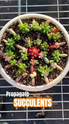 Succulent Propagation for Beginners