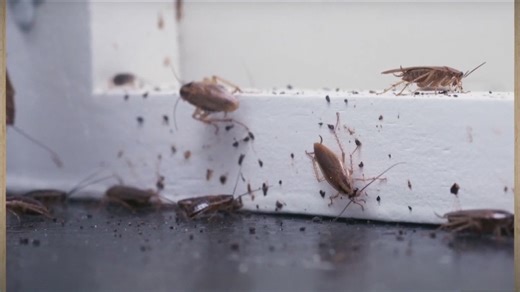 293 eateries closed for vermin in San Diego so far this fiscal year