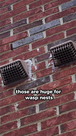 Wasps Nesting HERE Could Be Dangerous