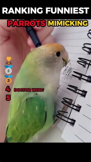 Ranking Funniest Parrots Mimicking Moments #funny #shorts
