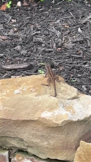 Cute Brown Anole Sunning on Rock Then ZOOMS into Garden! #anole