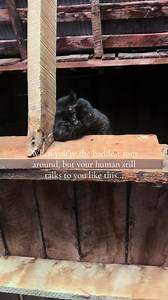 Salem's Stories: A Retired Barn Cat's Life