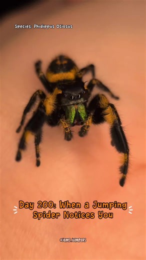 Day 200... 😍 of showing the internet that (jumping) spiders aren't scary 😦 Those pauses. That head tilt. That very intentional stare 👀 Bumble isn’t being random, he’s actively scanning, focusing, and mapping his world with some of the best vision in the spider kingdom. Exploration for jumping spiders is thoughtful, visual, and purposeful... even when it ends with a direct look down the lens 🥹 #spidersoftiktok #spooder #cutespider #jumpingspider #fyp