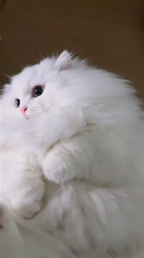 ☁️ Guan-guan | 罐罐 🐾 on Instagram: "My baby 😁 . . #GuanGuan #MinuetCat #WhiteCat #GrumpyCat #Fluffy"