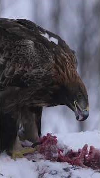 Golden Eagle Species Guide: Appearance, Diet, Habitat, Behavior, Stats, And Conservation Status