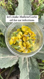 There’s only a few instances where I’ll use fresh herbs when making an infused oil & this is one of them. Mullein Garlic ear oil is one of those things that’s good to have on hand. It’s very effective at knocking an ear infection out & providing relief. I remember using it on my niece at a wedding & by the next day her ears felt so much better. This oil has analgesic & antiseptic properties. Helping to relieve any pain or inflammation while slowing down or stopping the growth of an infection. It