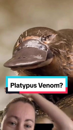 Fascinating Facts About Platypus Venom and Behavior